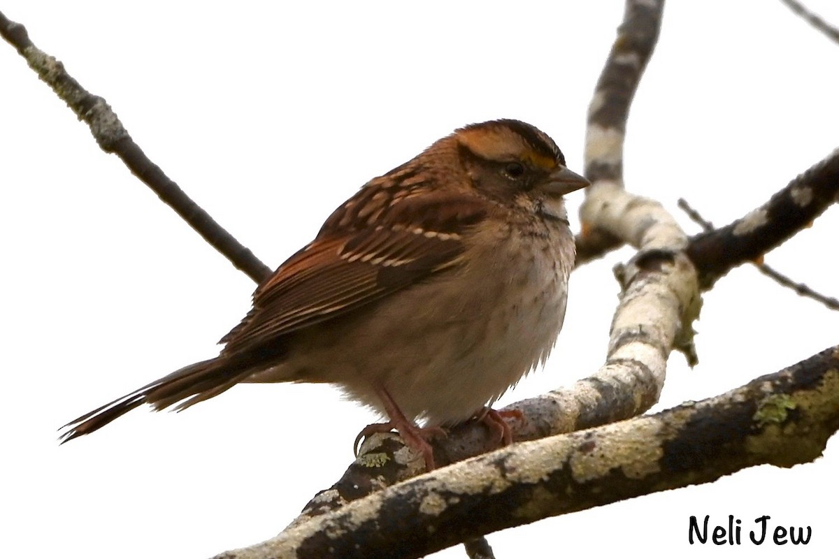 White-throated Sparrow - ML624914954