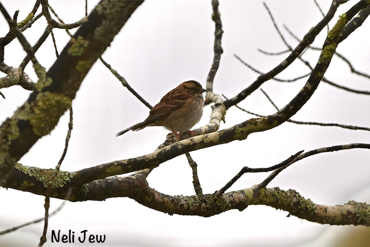 White-throated Sparrow - ML624914955