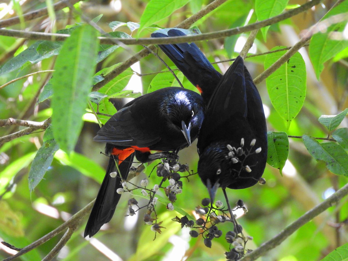 Red-bellied Grackle - ML624914968