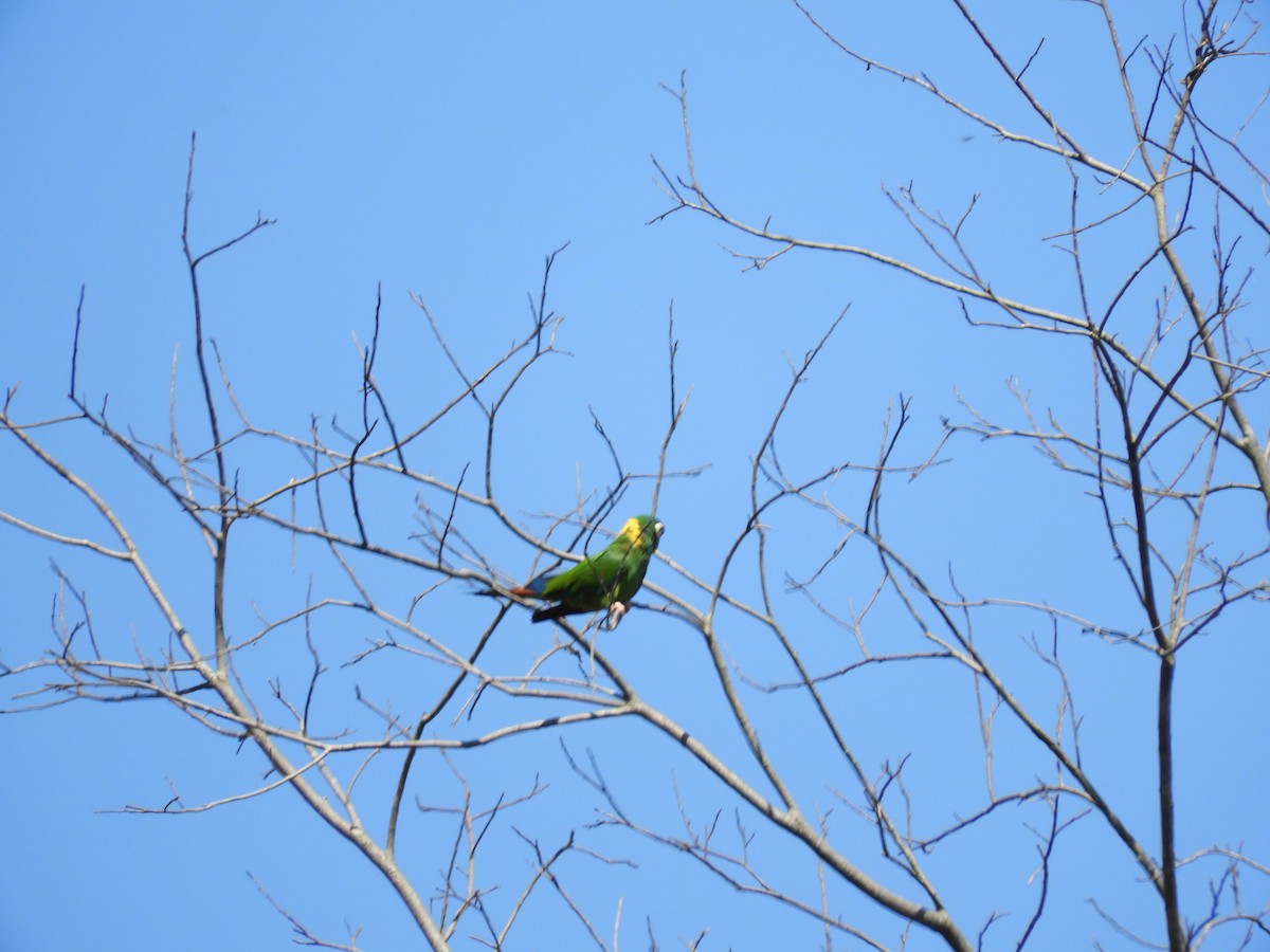 Yellow-collared Macaw - ML624914971