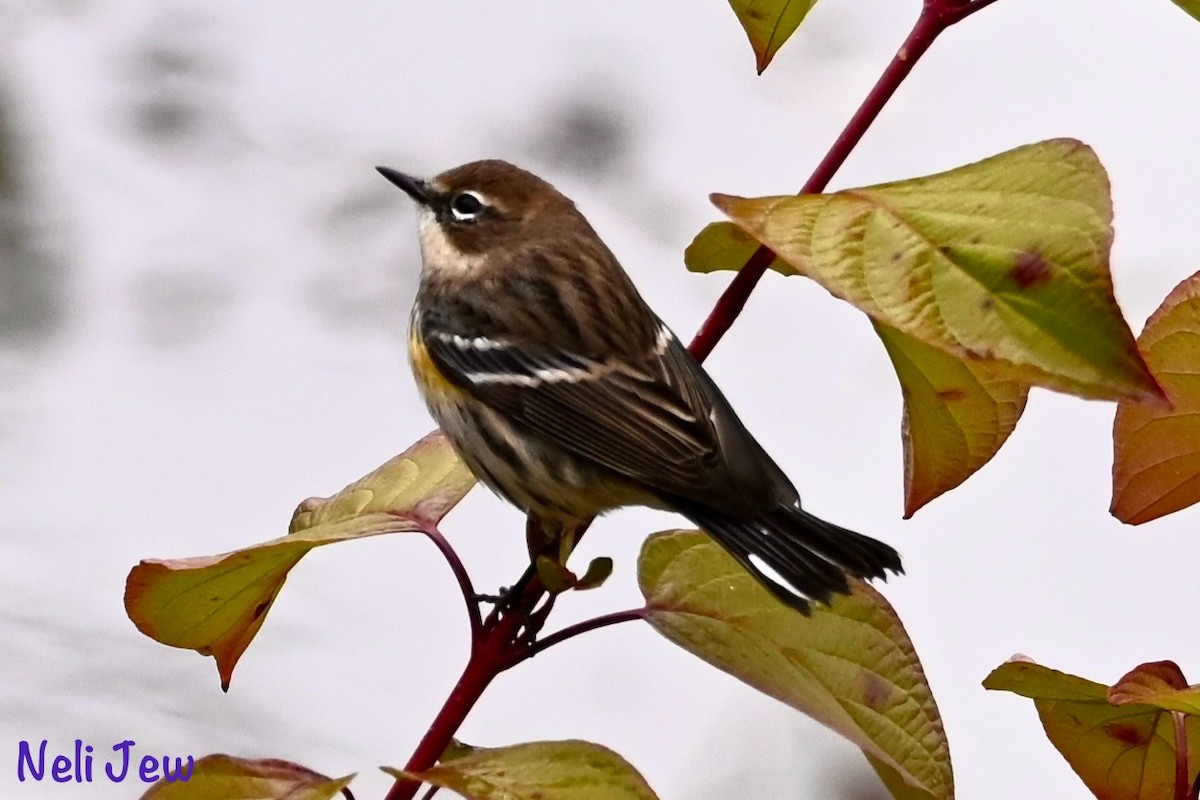 Yellow-rumped Warbler - ML624914973