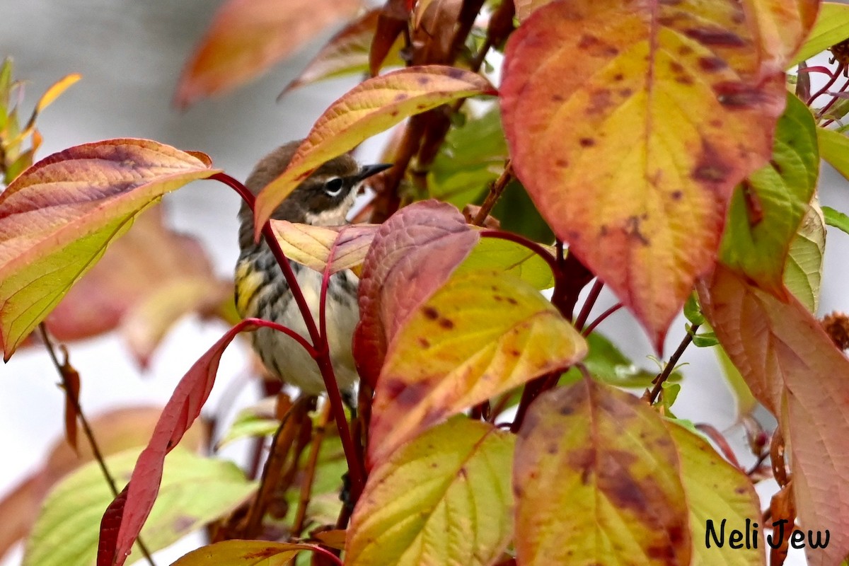 Yellow-rumped Warbler - ML624914974