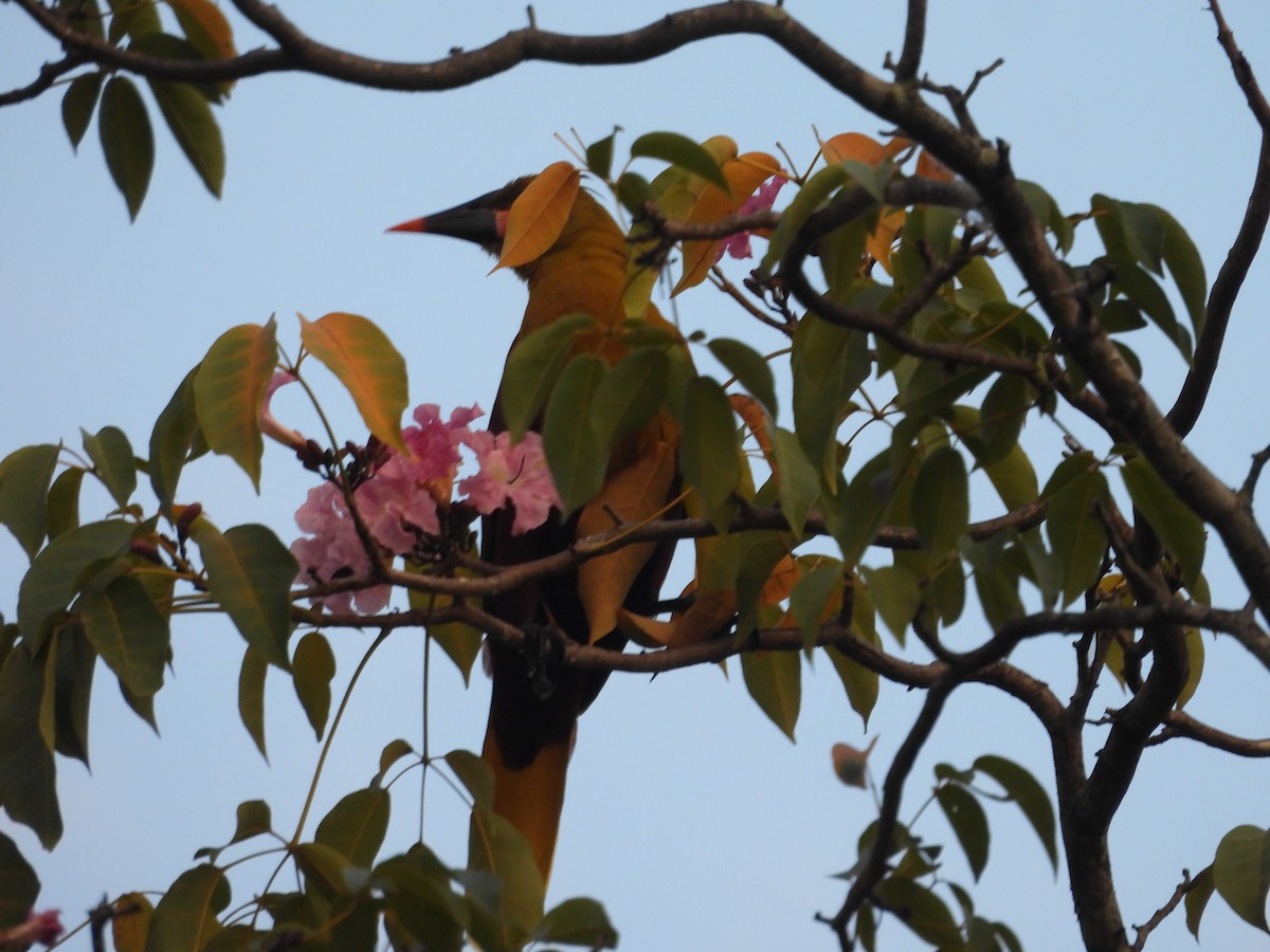 Olive Oropendola - ML624914981