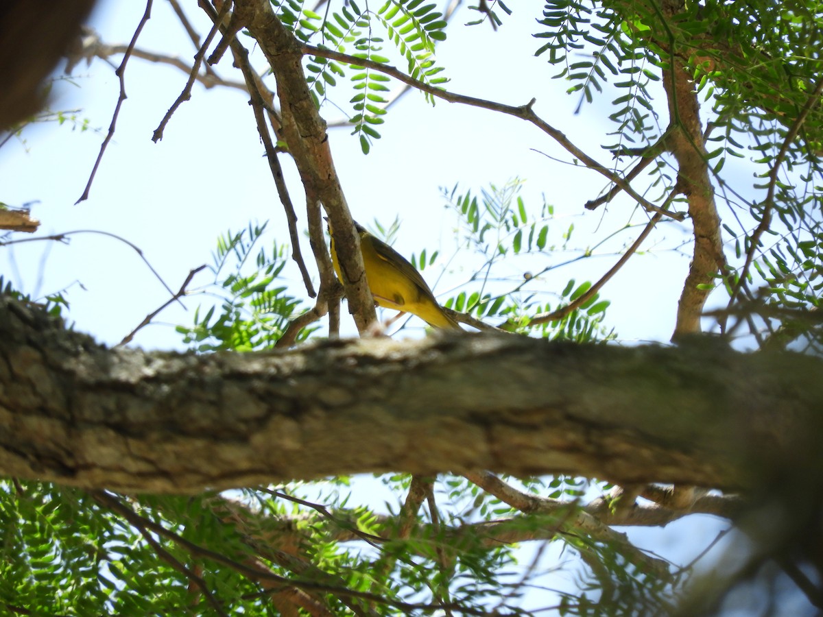 Southern Yellowthroat - ML624915041