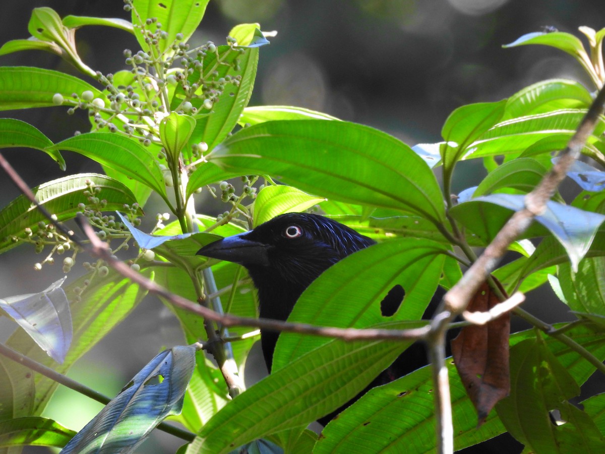 Red-bellied Grackle - ML624915042