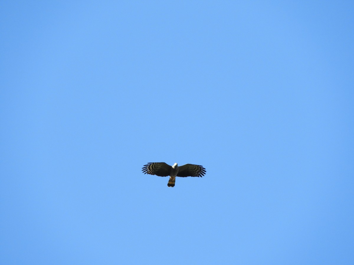 Hook-billed Kite - ML624915364