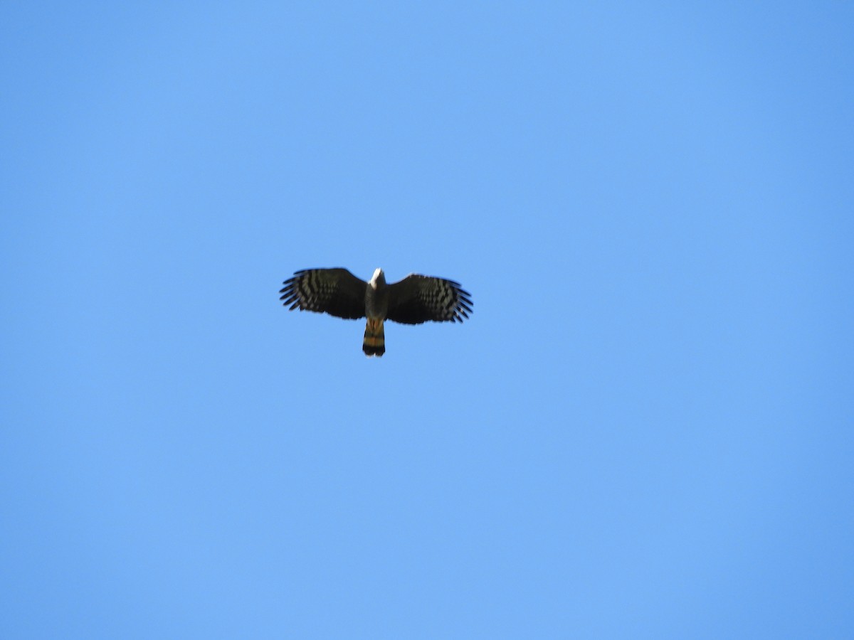 Hook-billed Kite - ML624915365