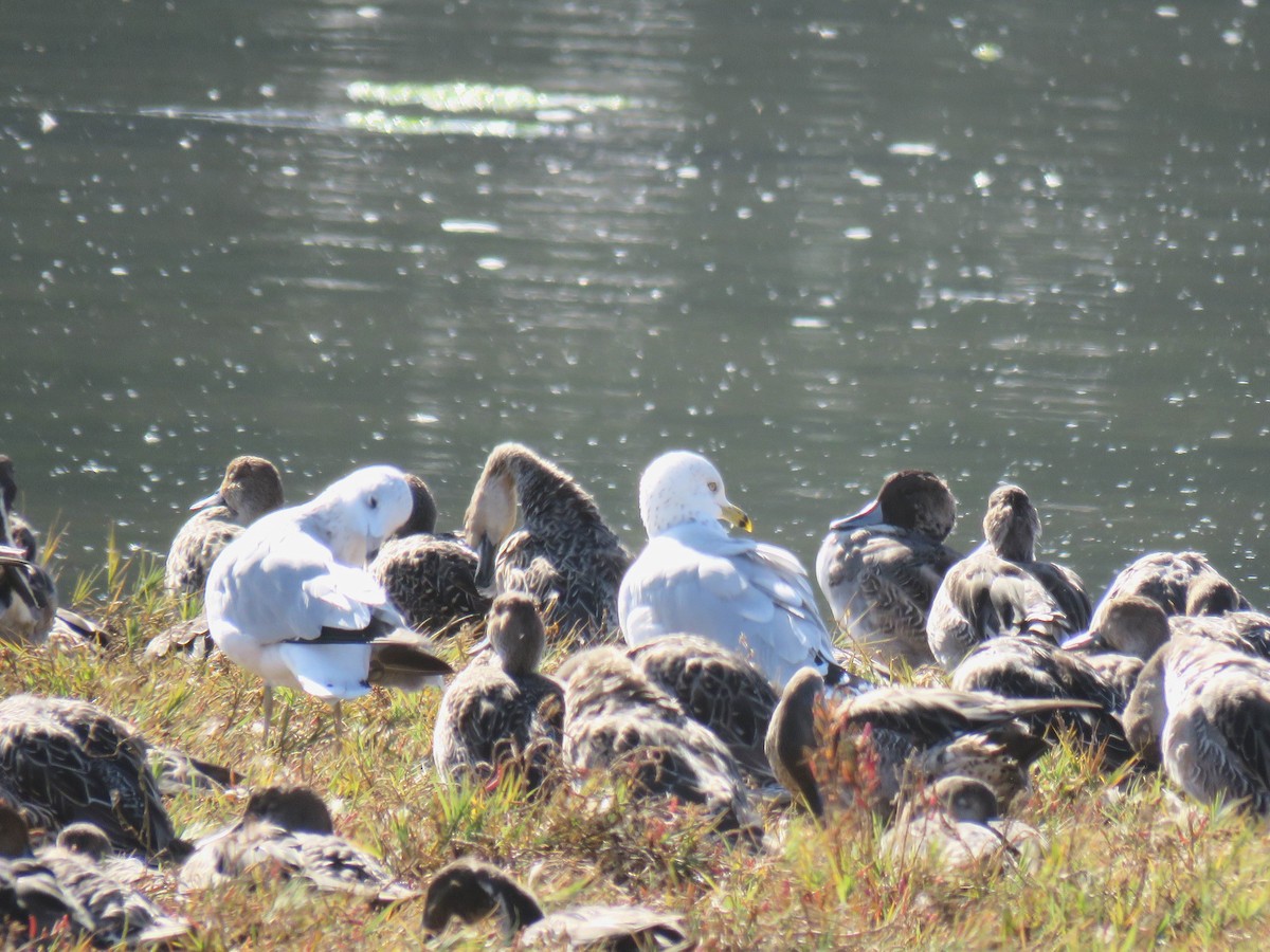 クロワカモメ - ML624915384