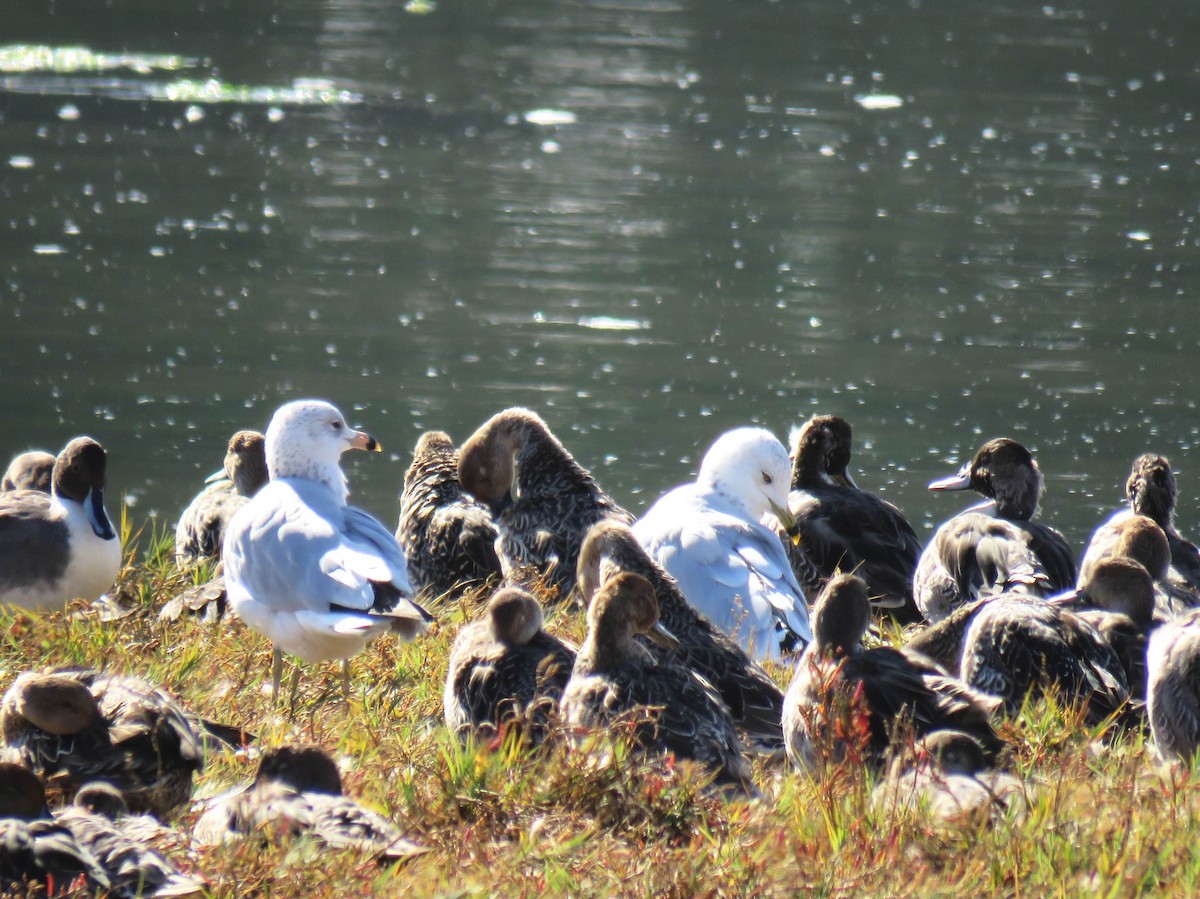 クロワカモメ - ML624915388