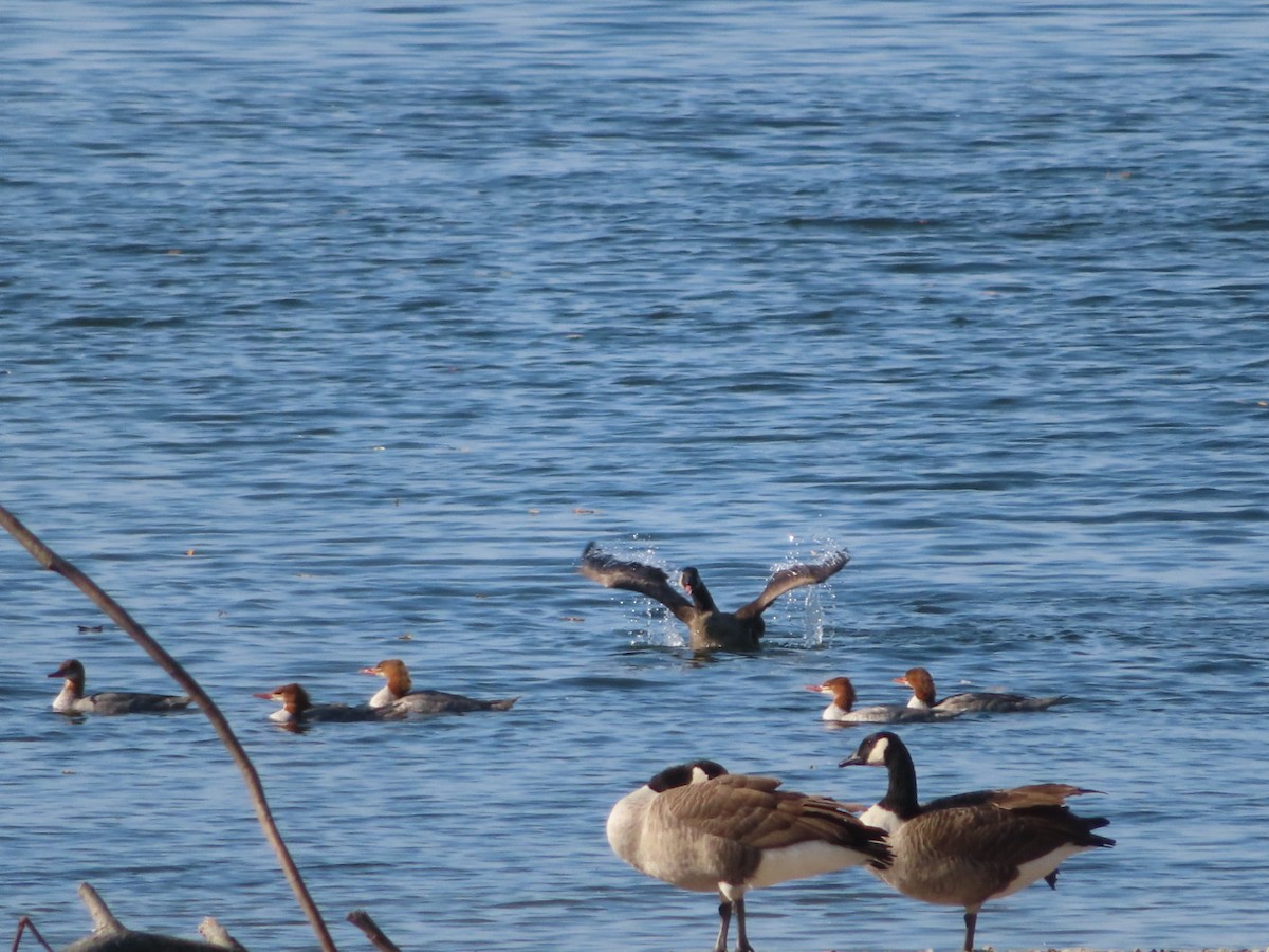 Common Merganser - ML624915399