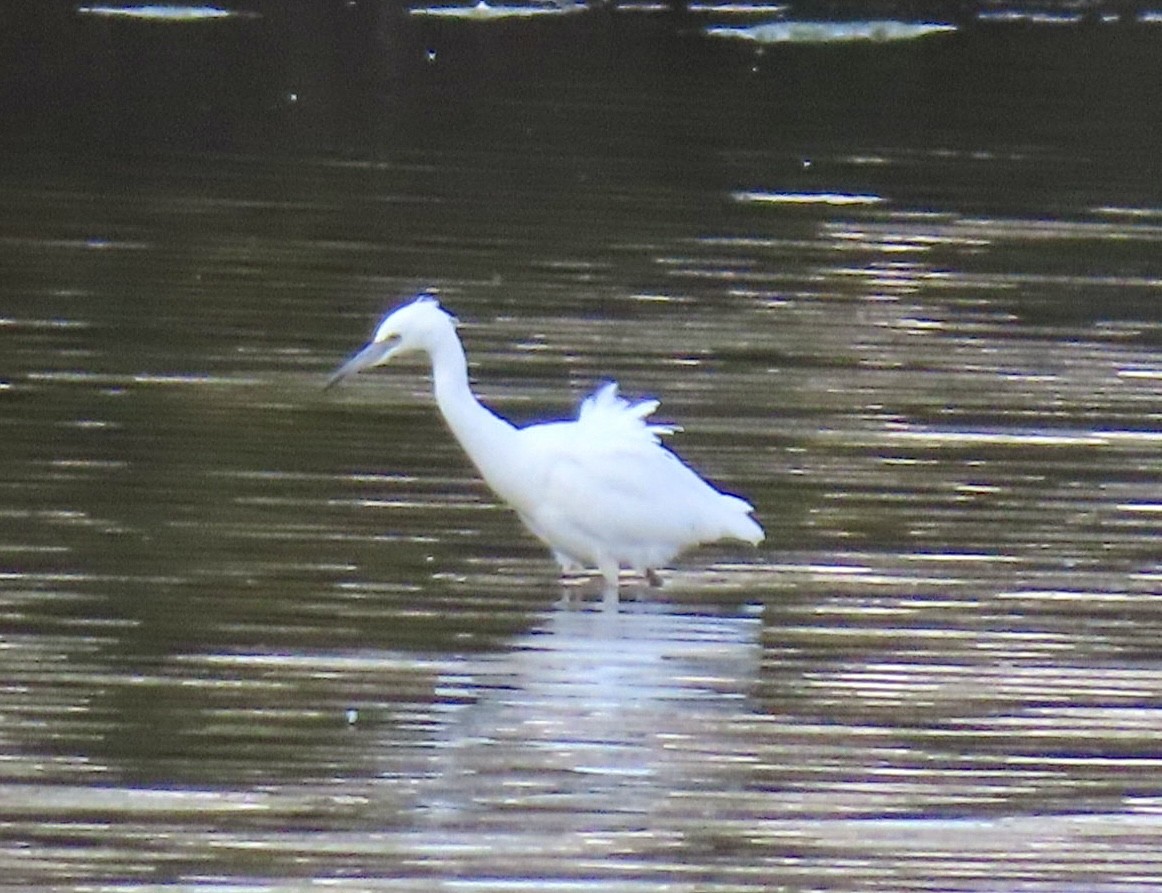 Little Blue Heron - ML624915445