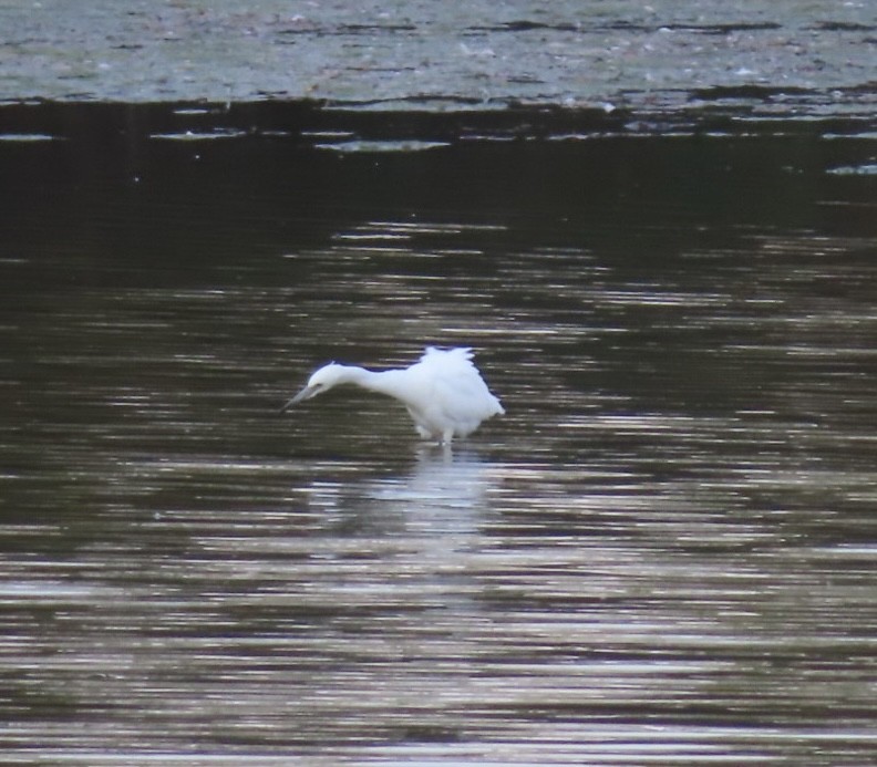 Little Blue Heron - ML624915446