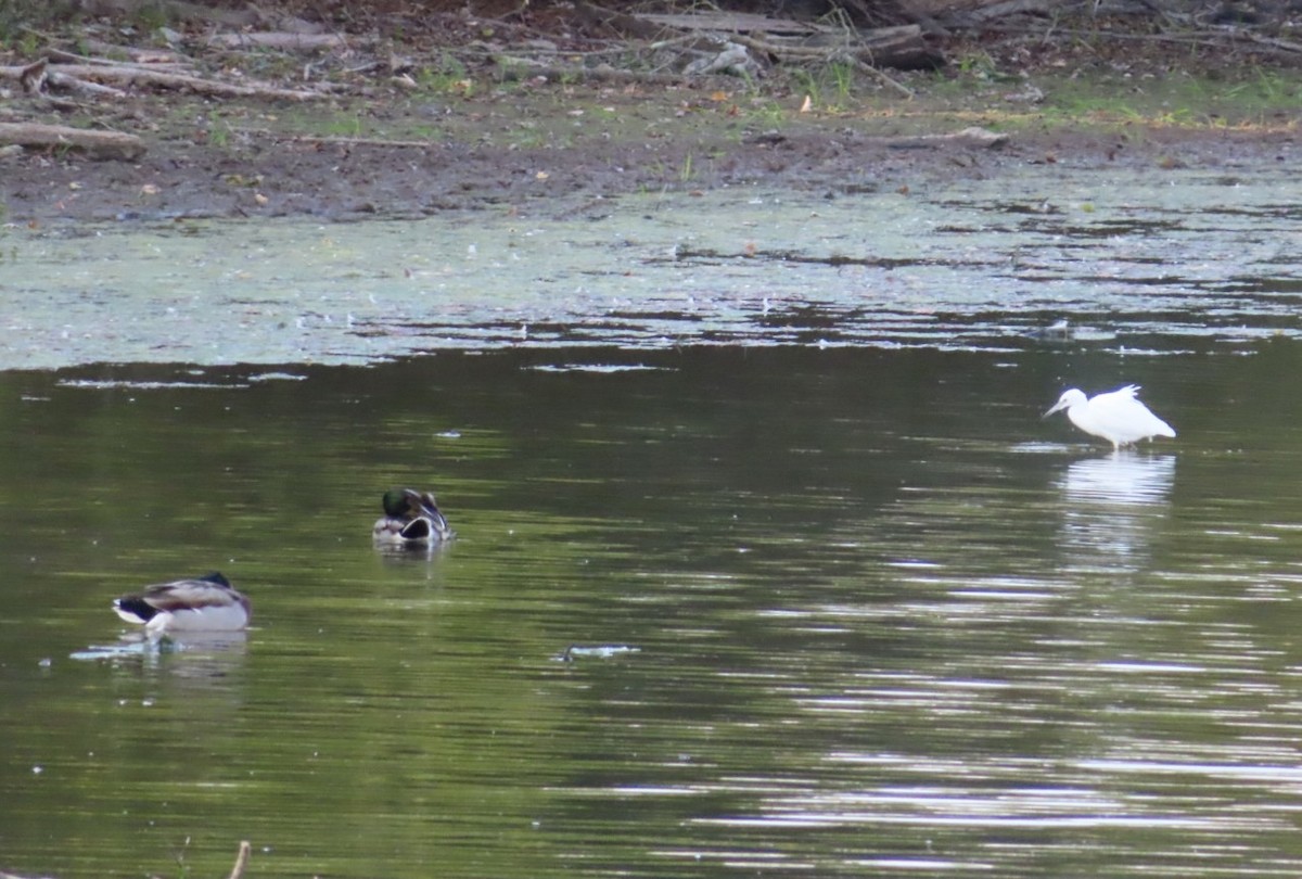 Little Blue Heron - ML624915447