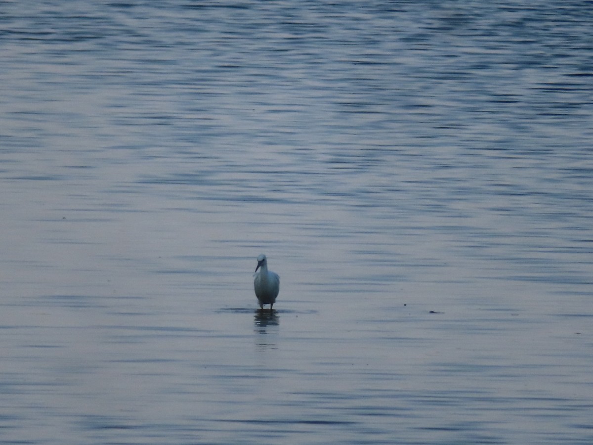 Little Blue Heron - ML624915448