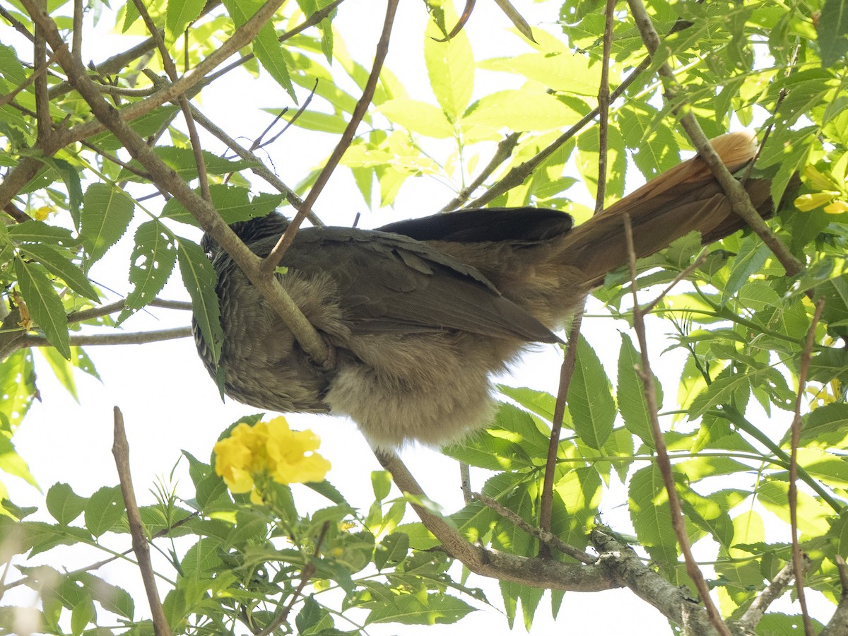 Speckled Chachalaca - ML624915510