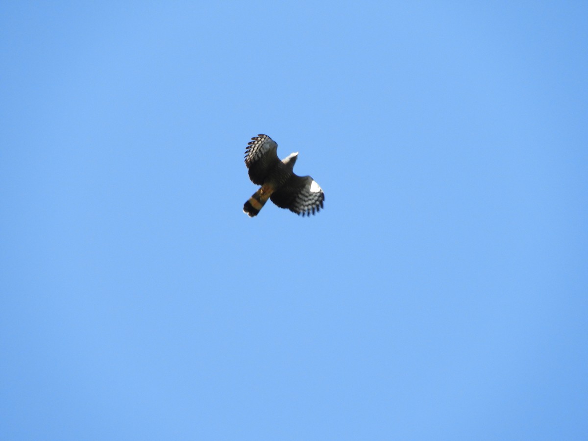 Hook-billed Kite - ML624915518