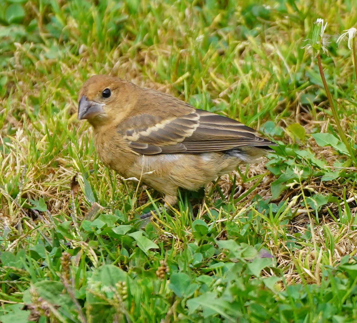 Blue Grosbeak - ML624915543