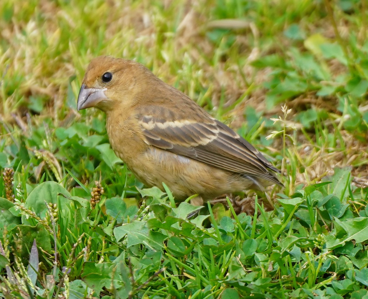 Blue Grosbeak - ML624915544