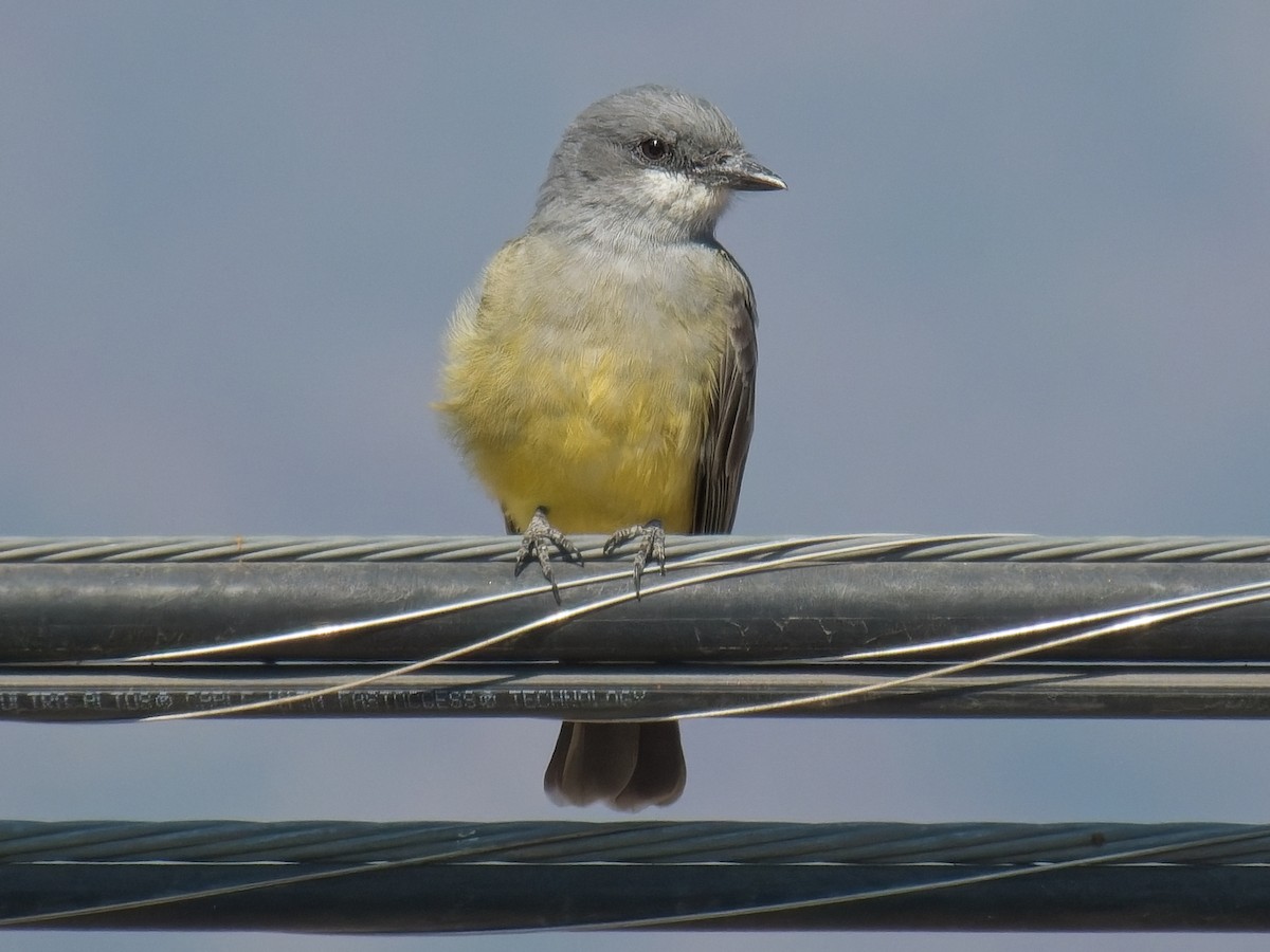 Cassin's Kingbird - ML624915606