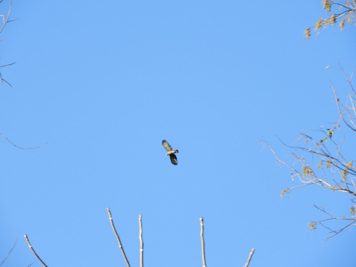 Hook-billed Kite - ML624915688