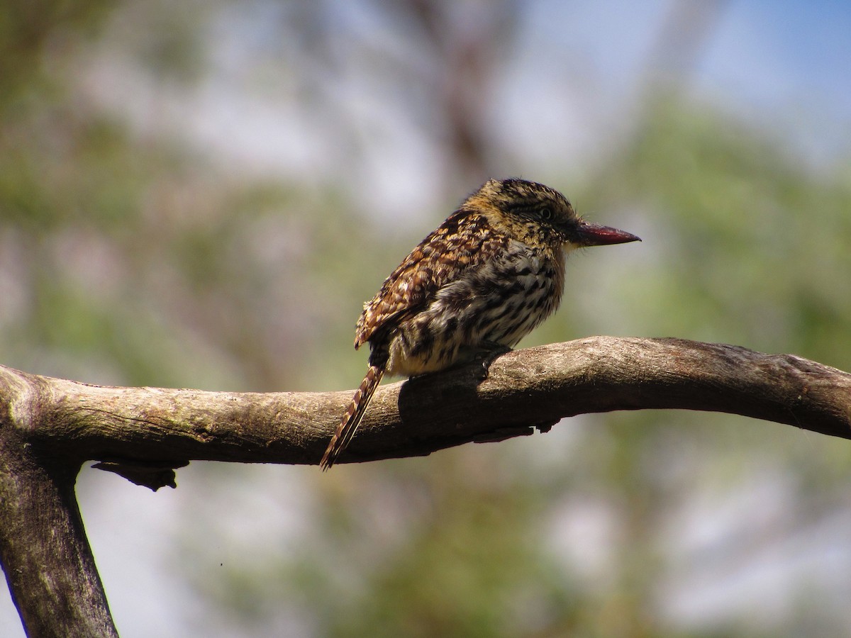 Spot-backed Puffbird - ML624915722