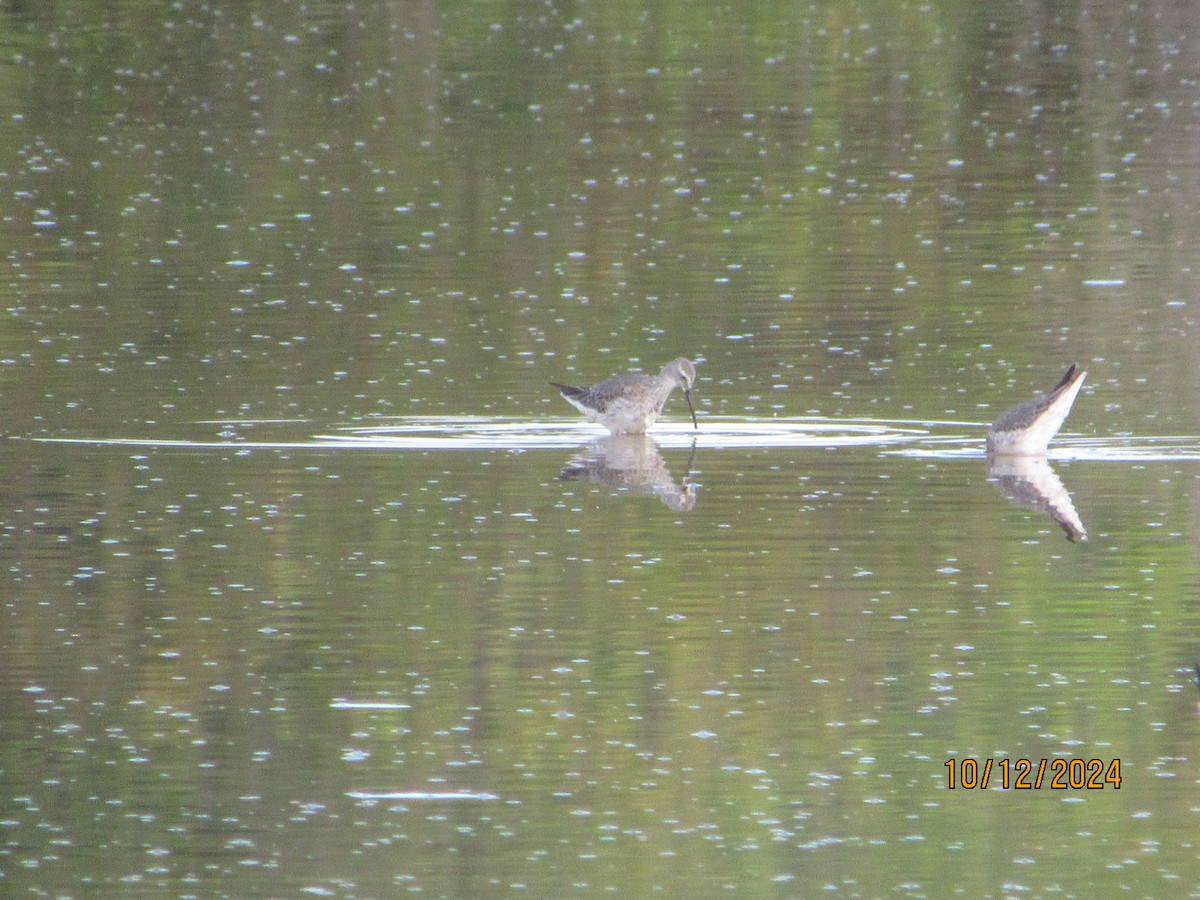 Short-billed/Long-billed Dowitcher - ML624915754