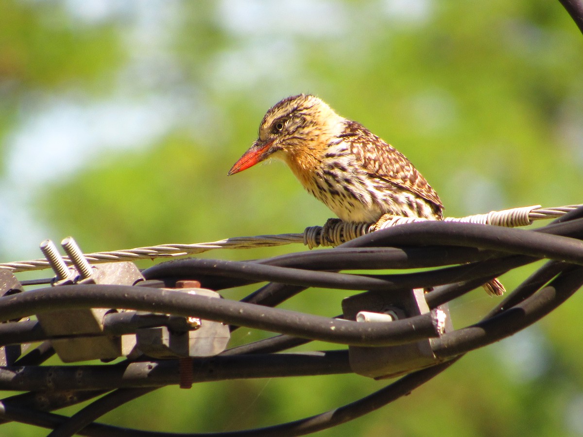 Spot-backed Puffbird - ML624915756