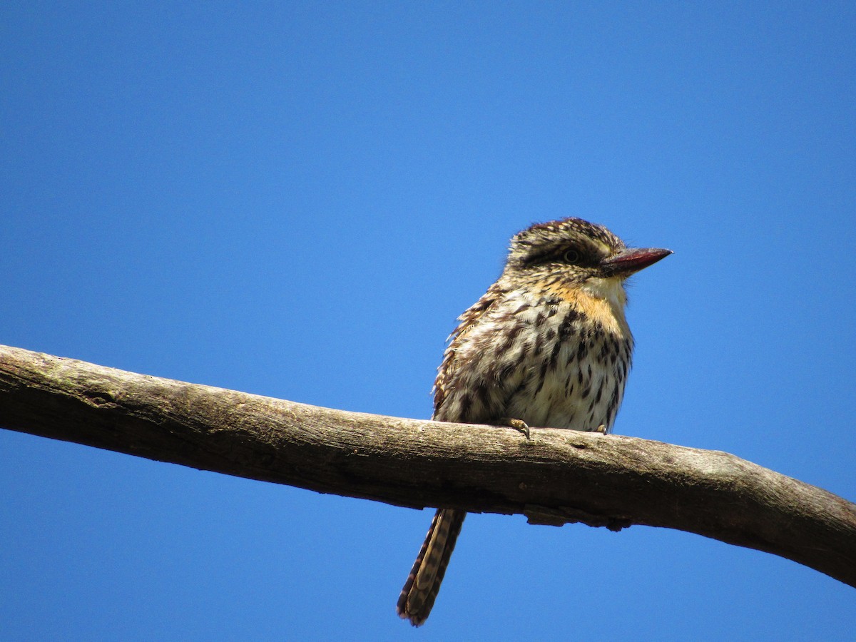 Spot-backed Puffbird - ML624915777