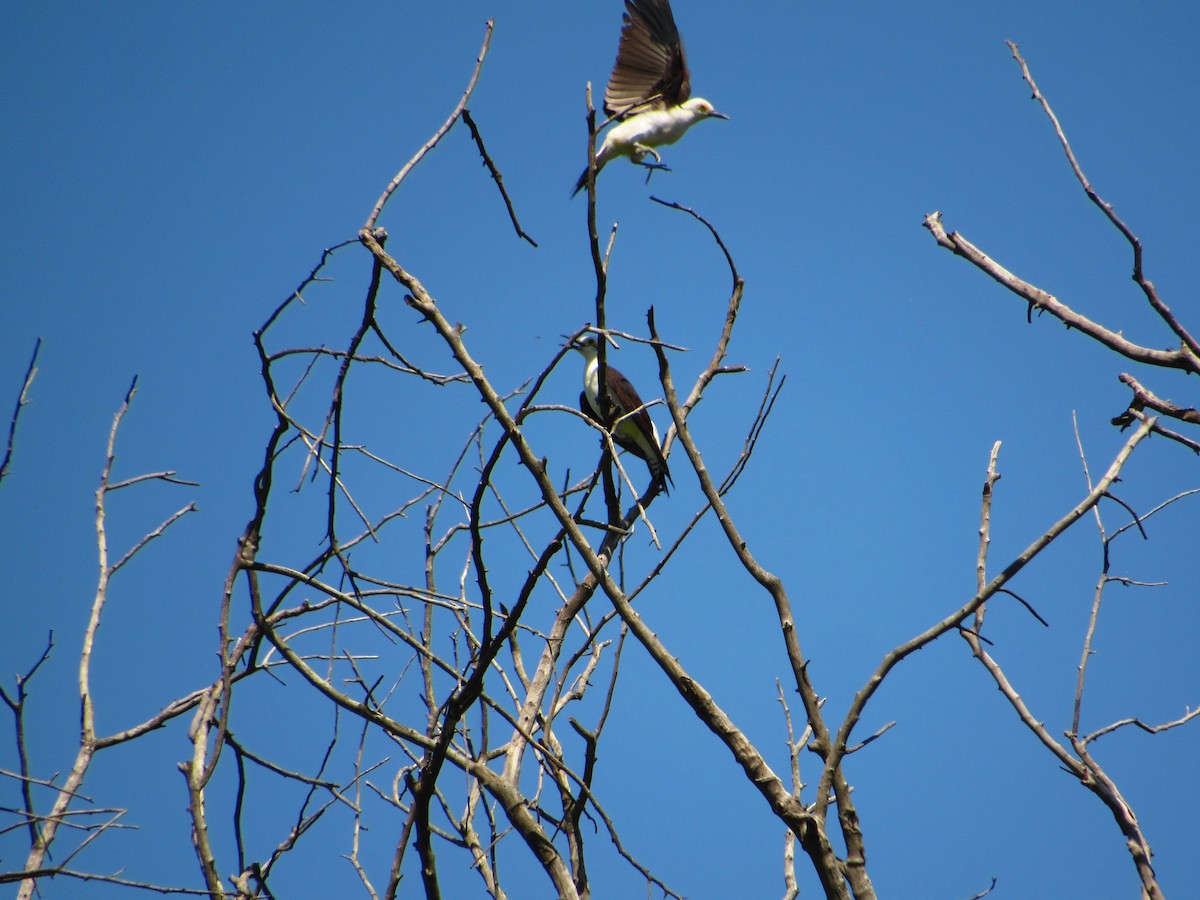 White Woodpecker - ML624915832