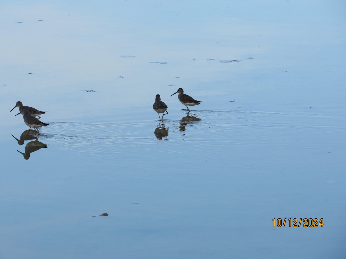 Stilt Sandpiper - ML624915850