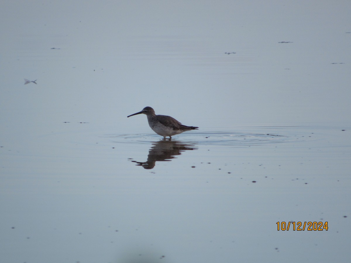 Stilt Sandpiper - ML624915852