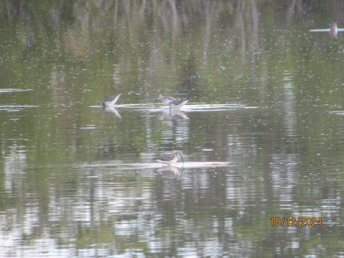 Stilt Sandpiper - ML624915854