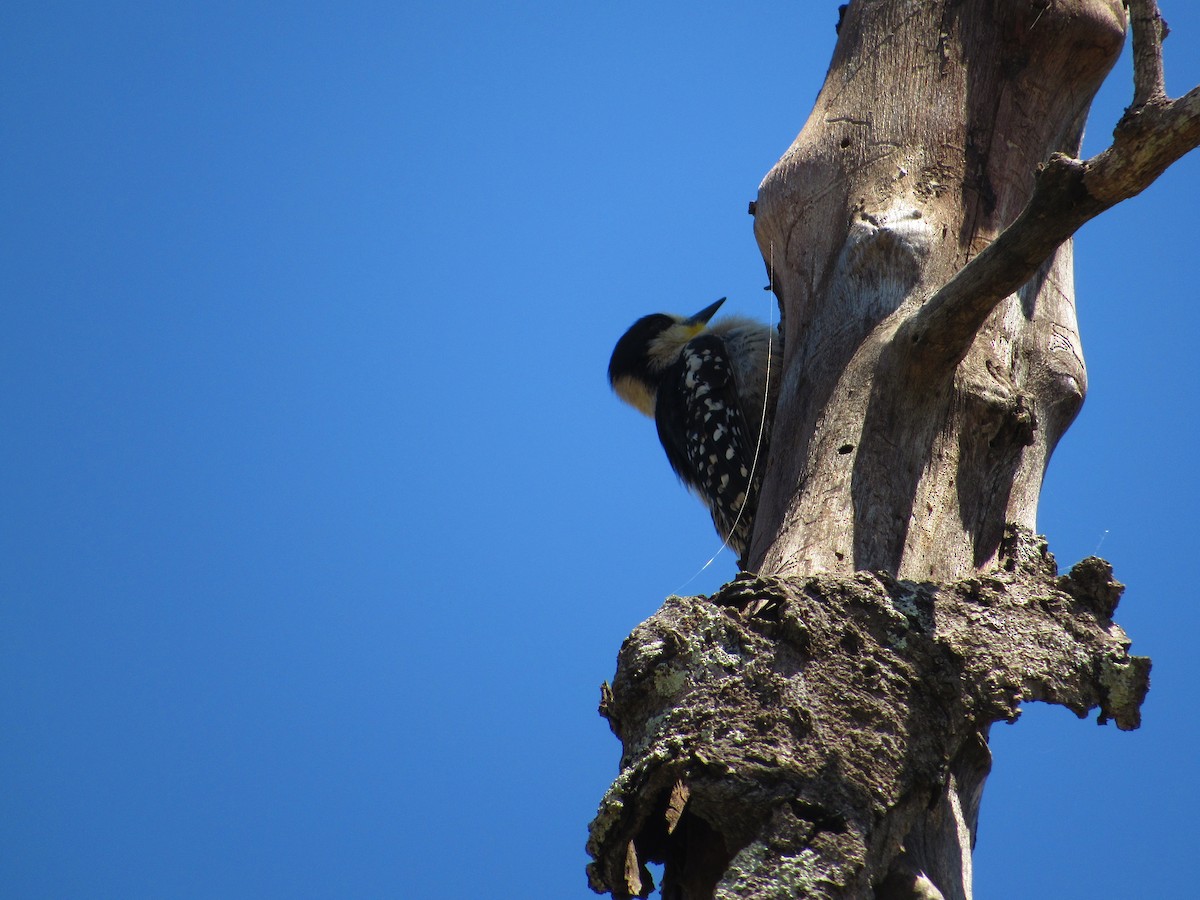 White-fronted Woodpecker - ML624915856