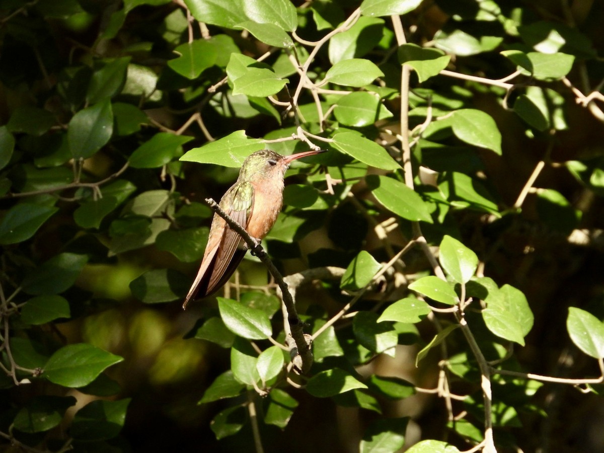 Cinnamon Hummingbird (Mainland) - ML624915881