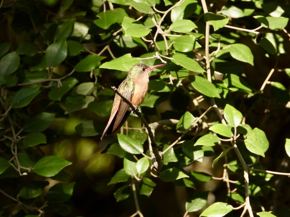 Cinnamon Hummingbird (Mainland) - ML624915882