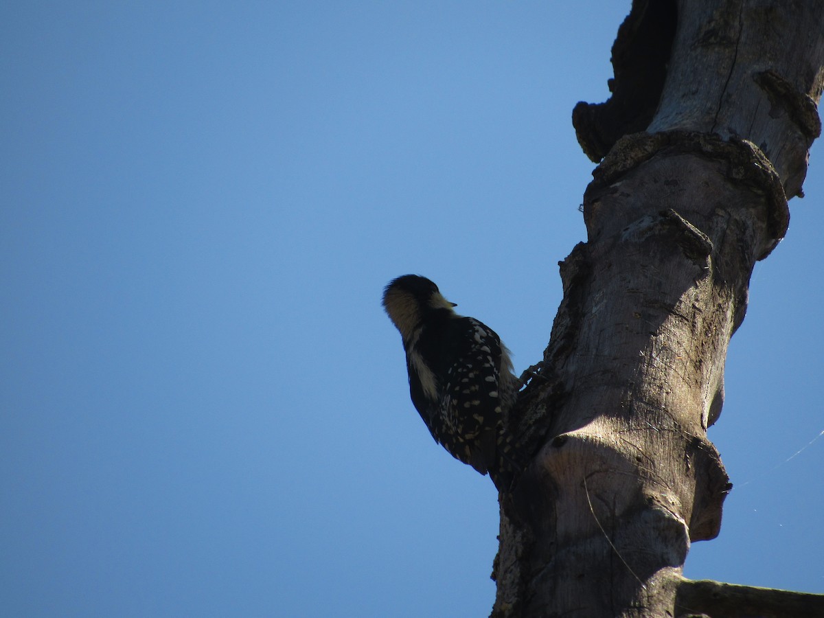 White-fronted Woodpecker - ML624915883