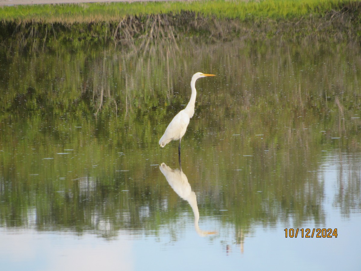 Great Egret - ML624915896