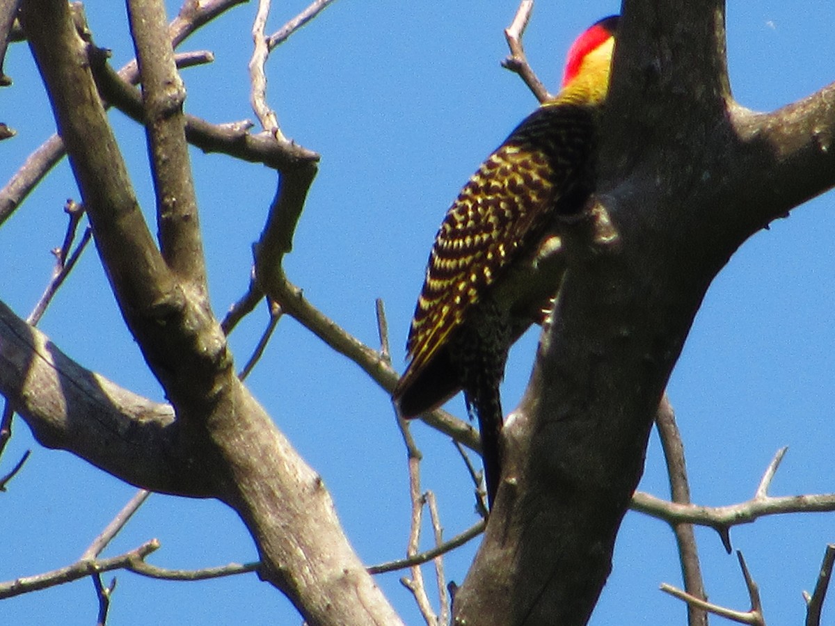 Green-barred Woodpecker - ML624915901