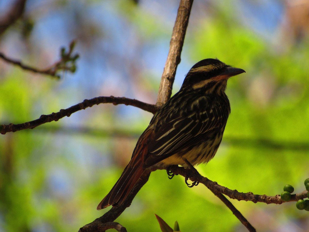 Streaked Flycatcher - ML624915946