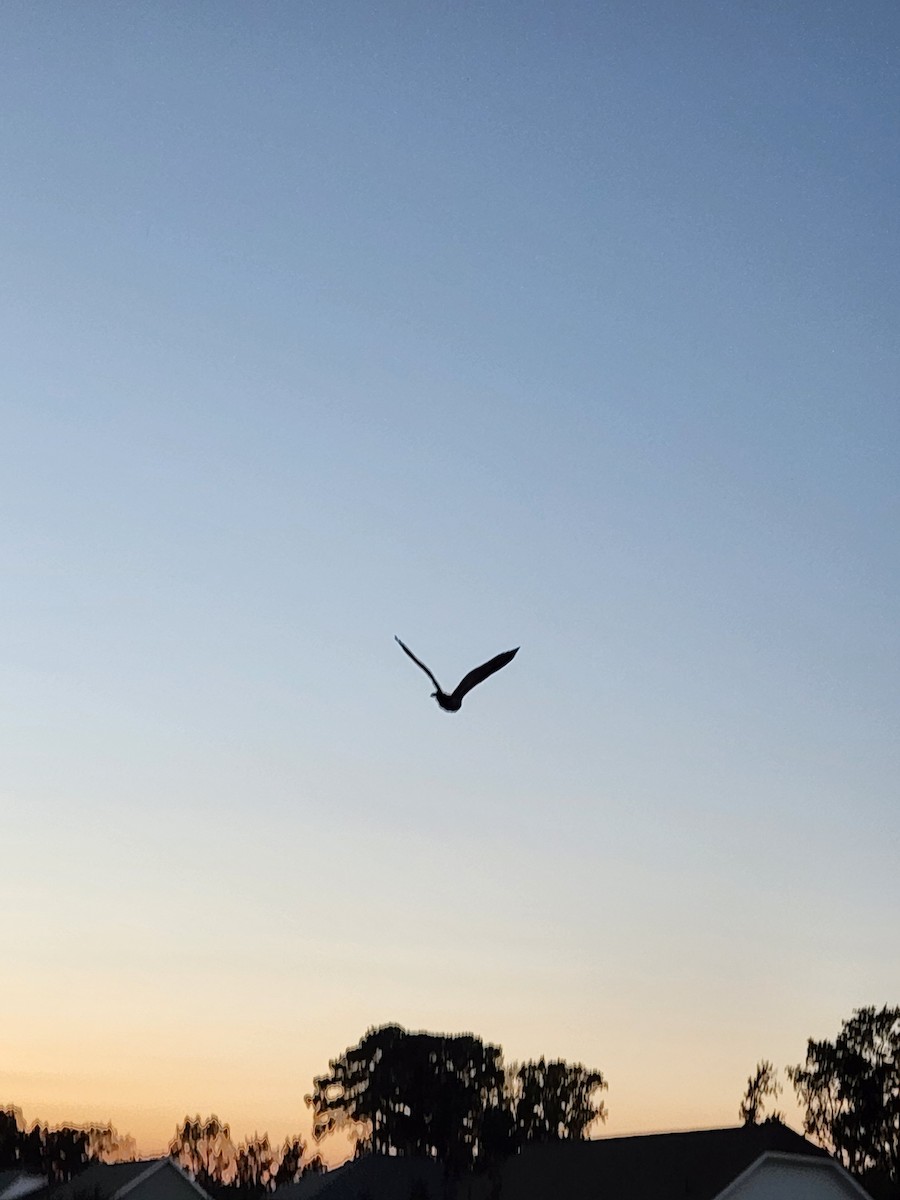 Great Horned Owl - ML624915959