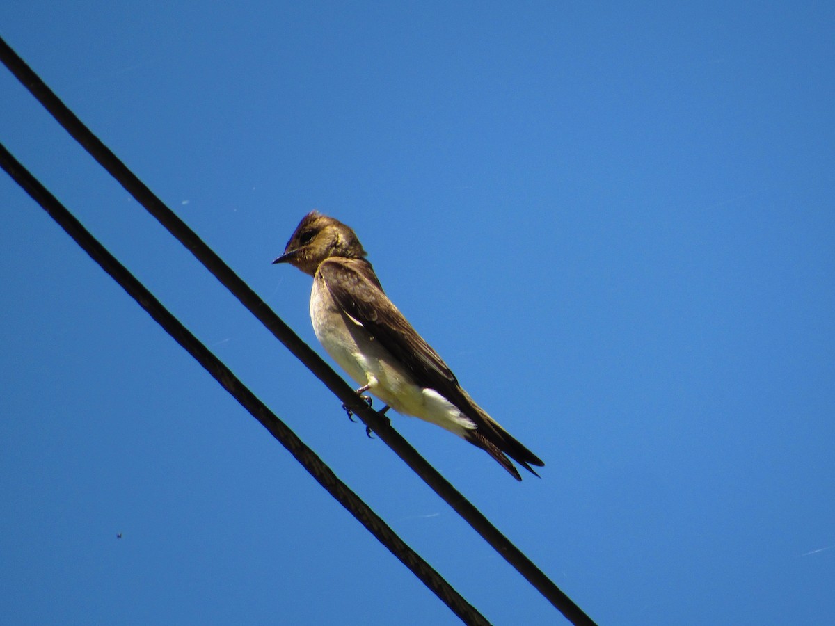 Brown-chested Martin - ML624915965