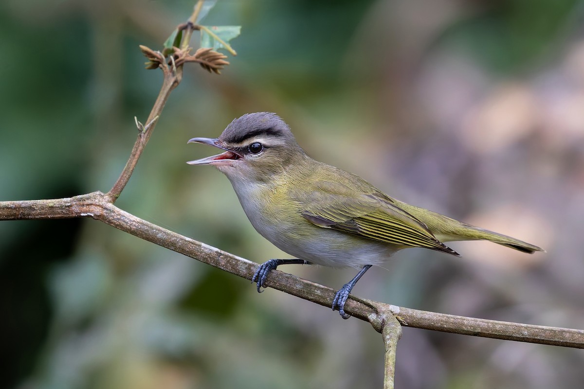 Chivi Vireo - ML624916060