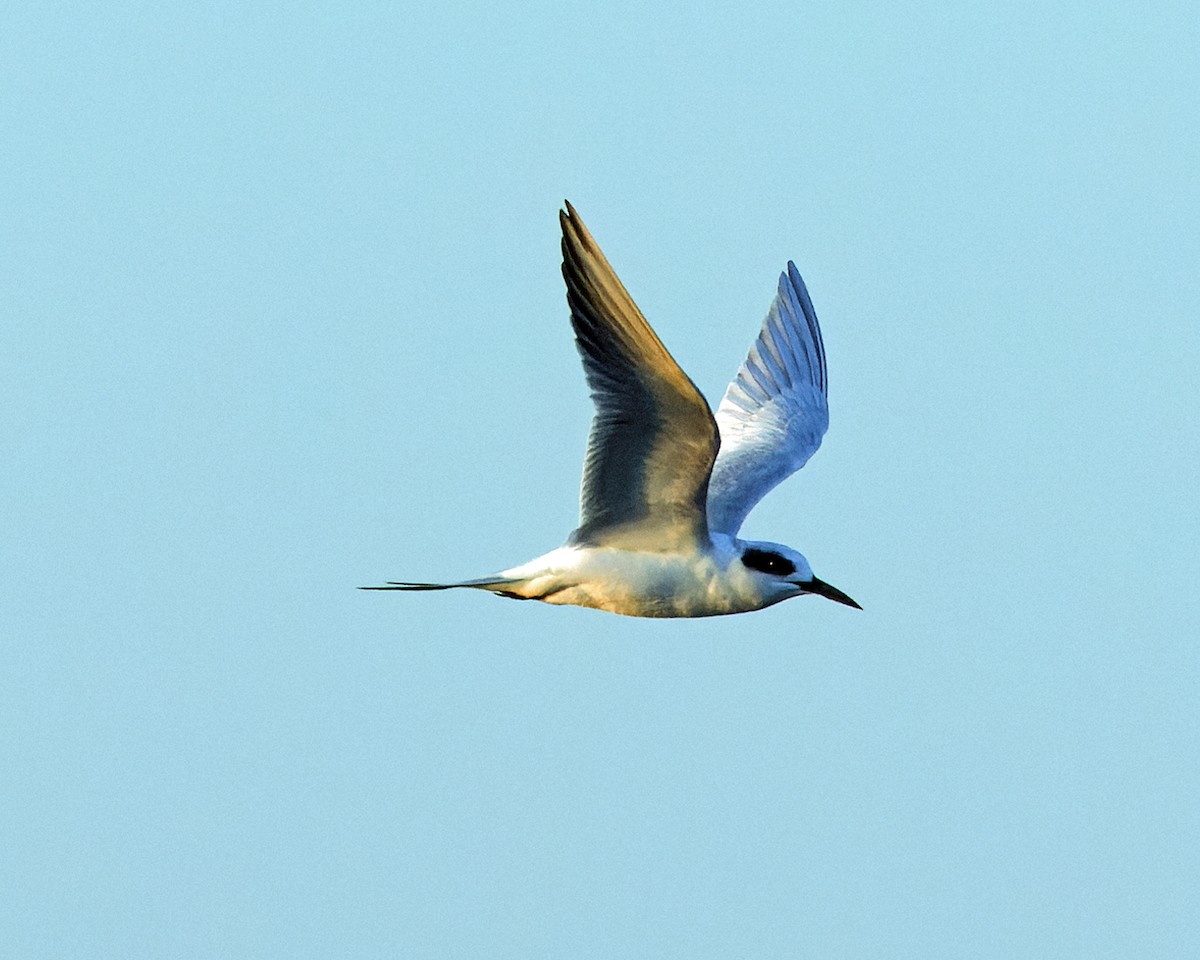 Forster's Tern - ML624916069