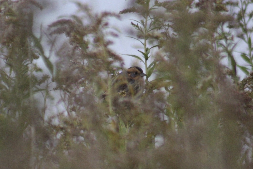 Nelson's Sparrow (Interior) - James Mitchell