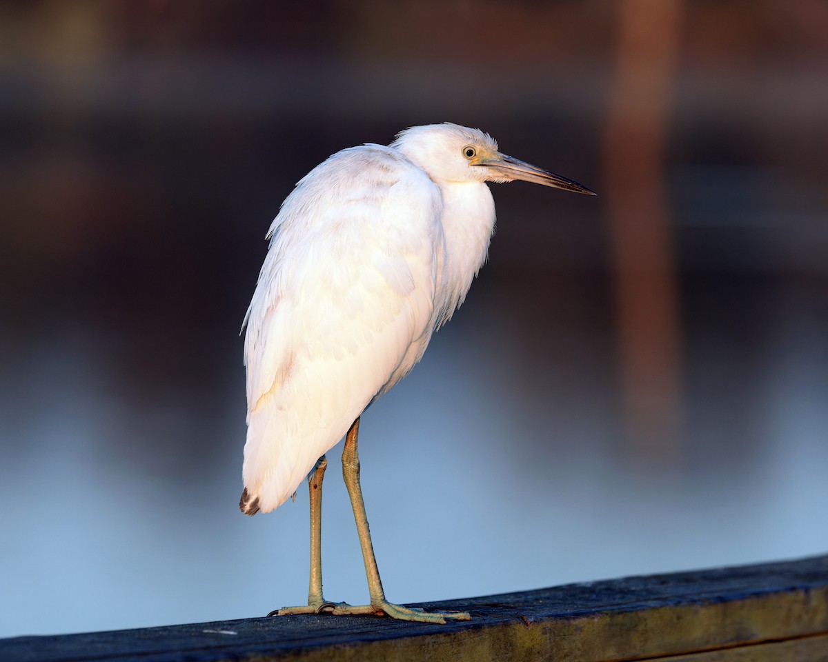 Little Blue Heron - ML624916077