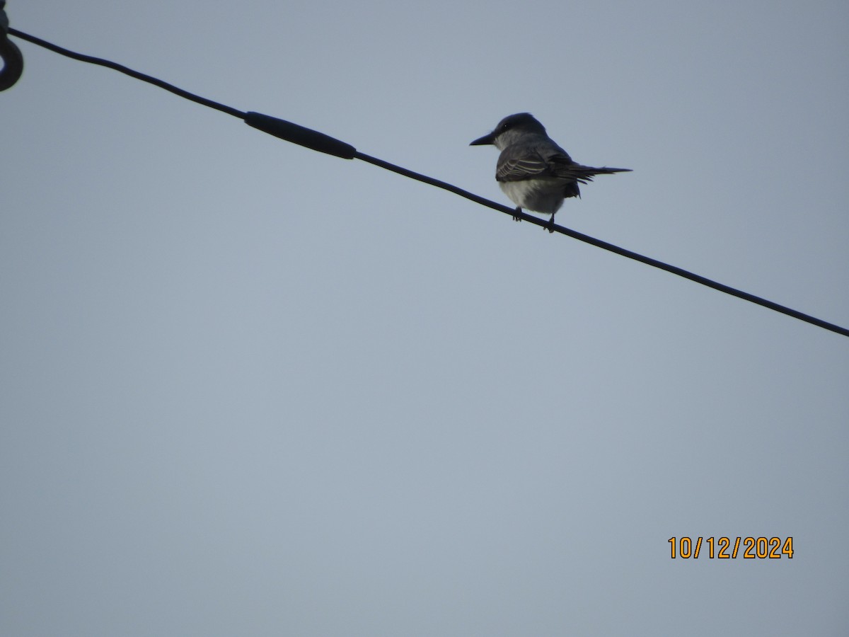 Gray Kingbird - ML624916134