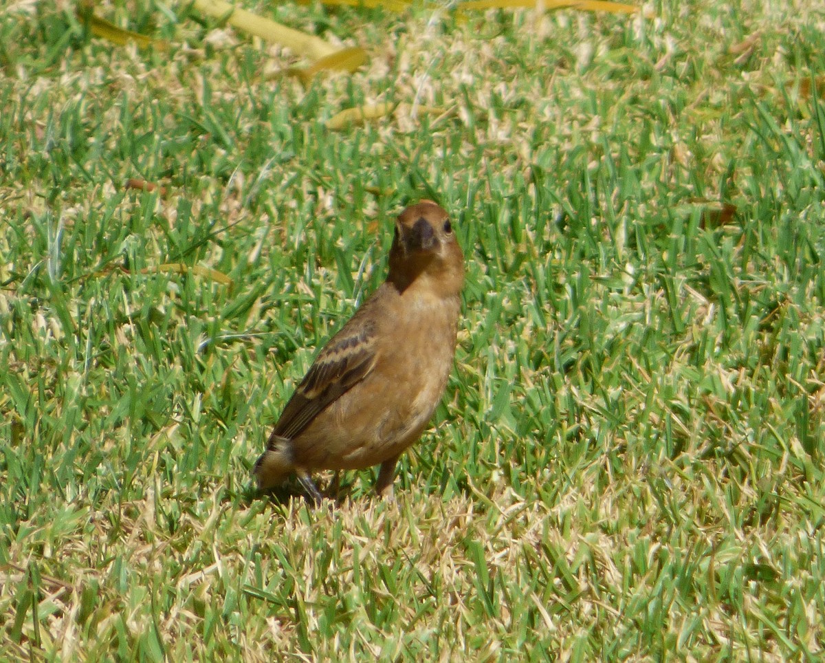 Blue Grosbeak - ML624916154