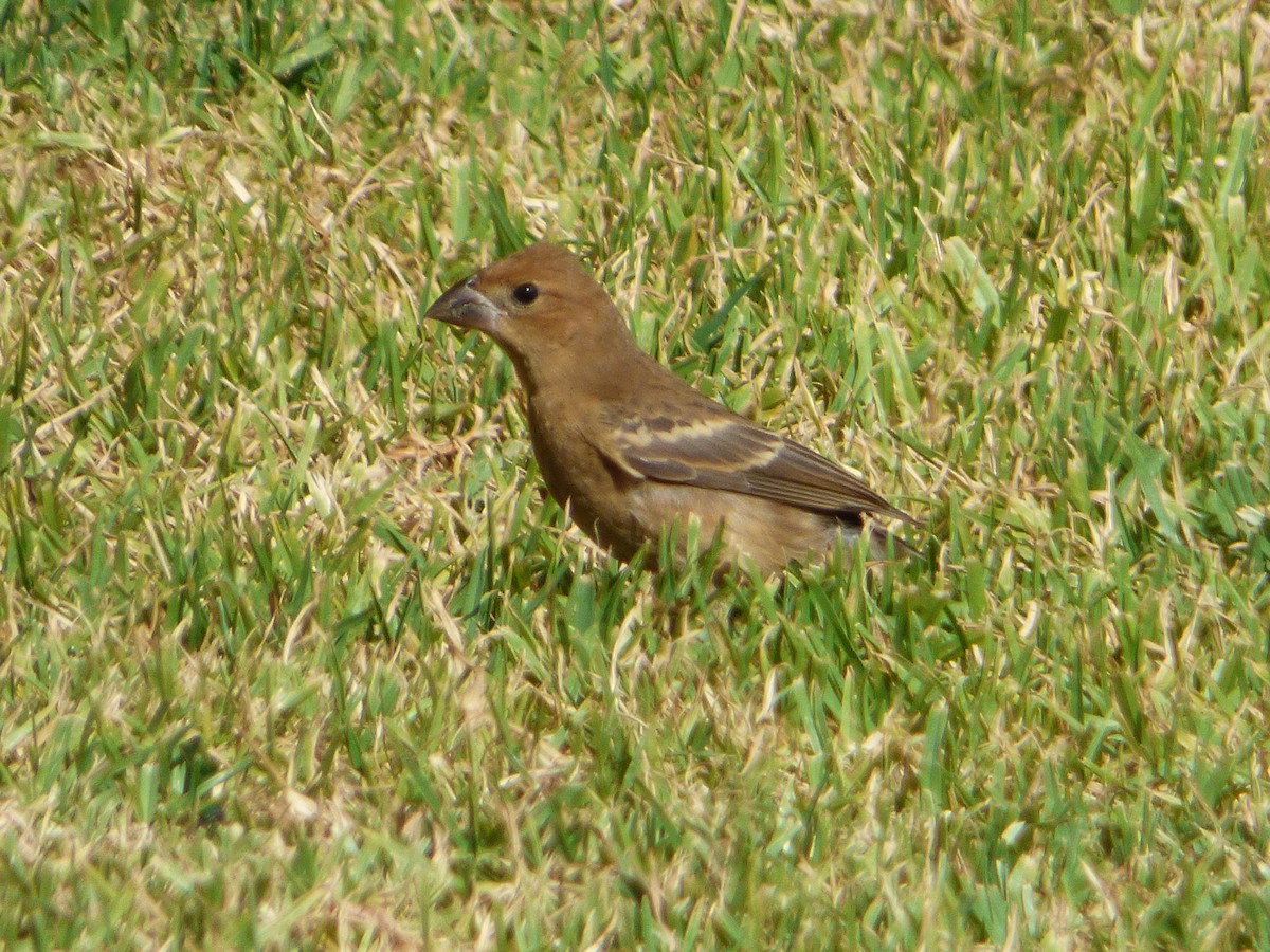 Blue Grosbeak - ML624916157