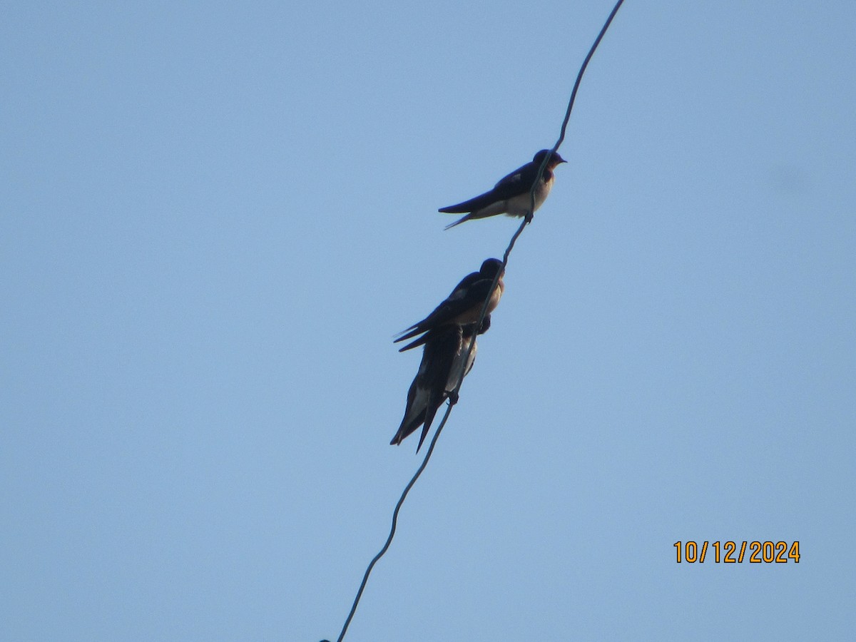 Barn Swallow - ML624916228