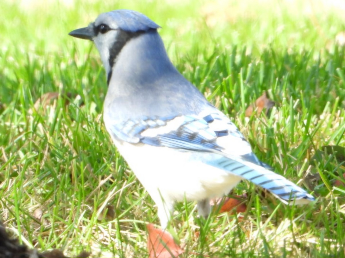 Blue Jay - ML624916276